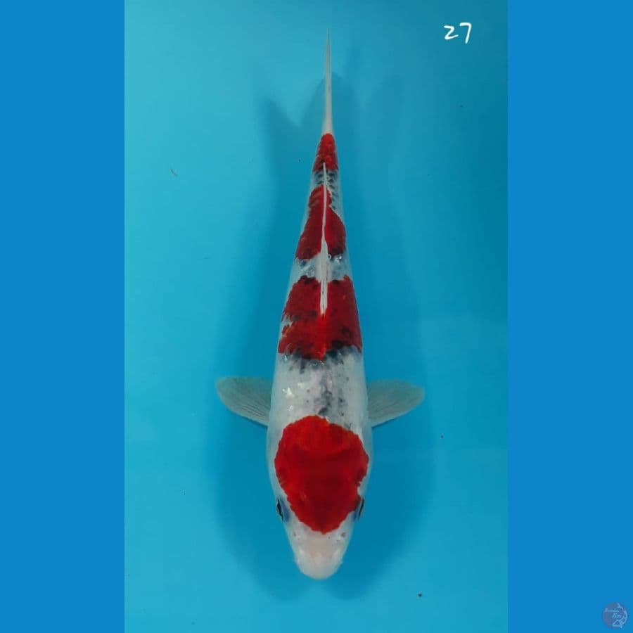 Goshiki 27cm