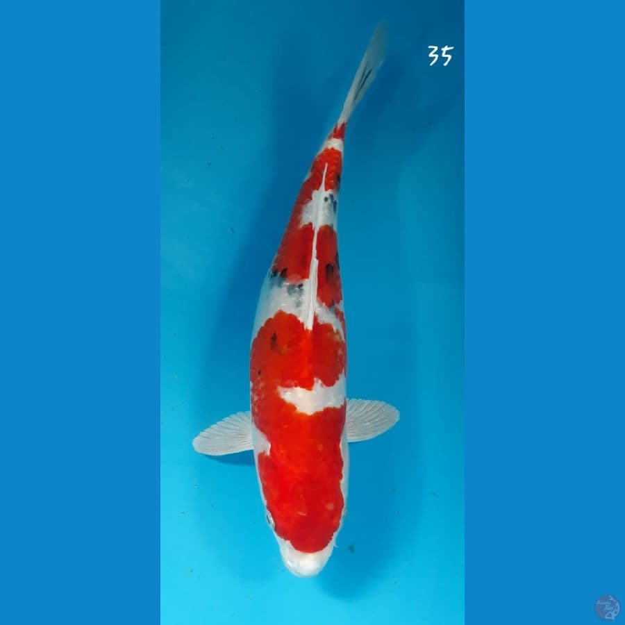 Sanke hikari 35cm
