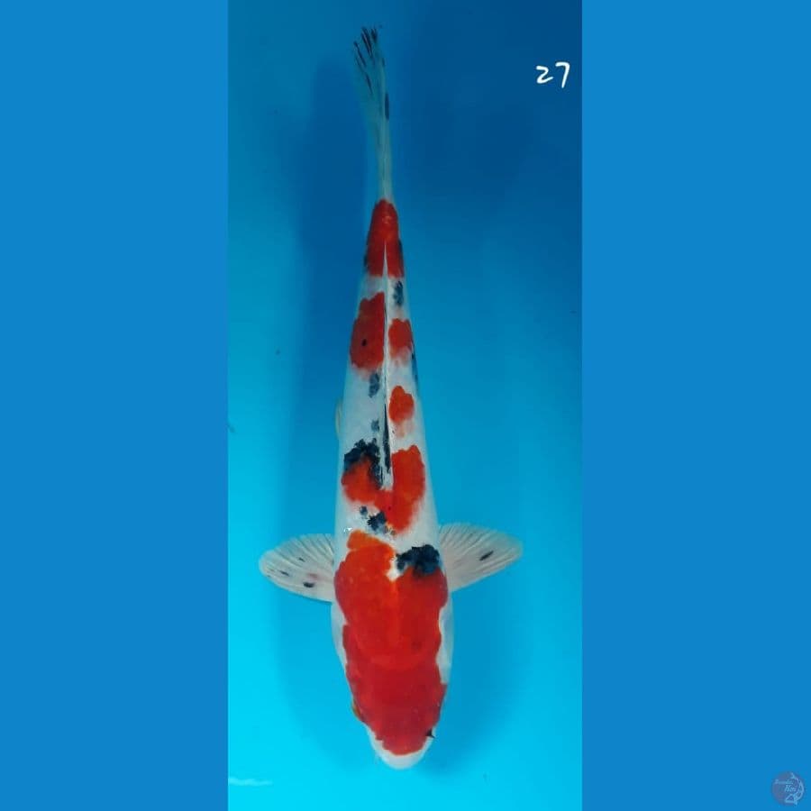 Sanke hikari 27cm