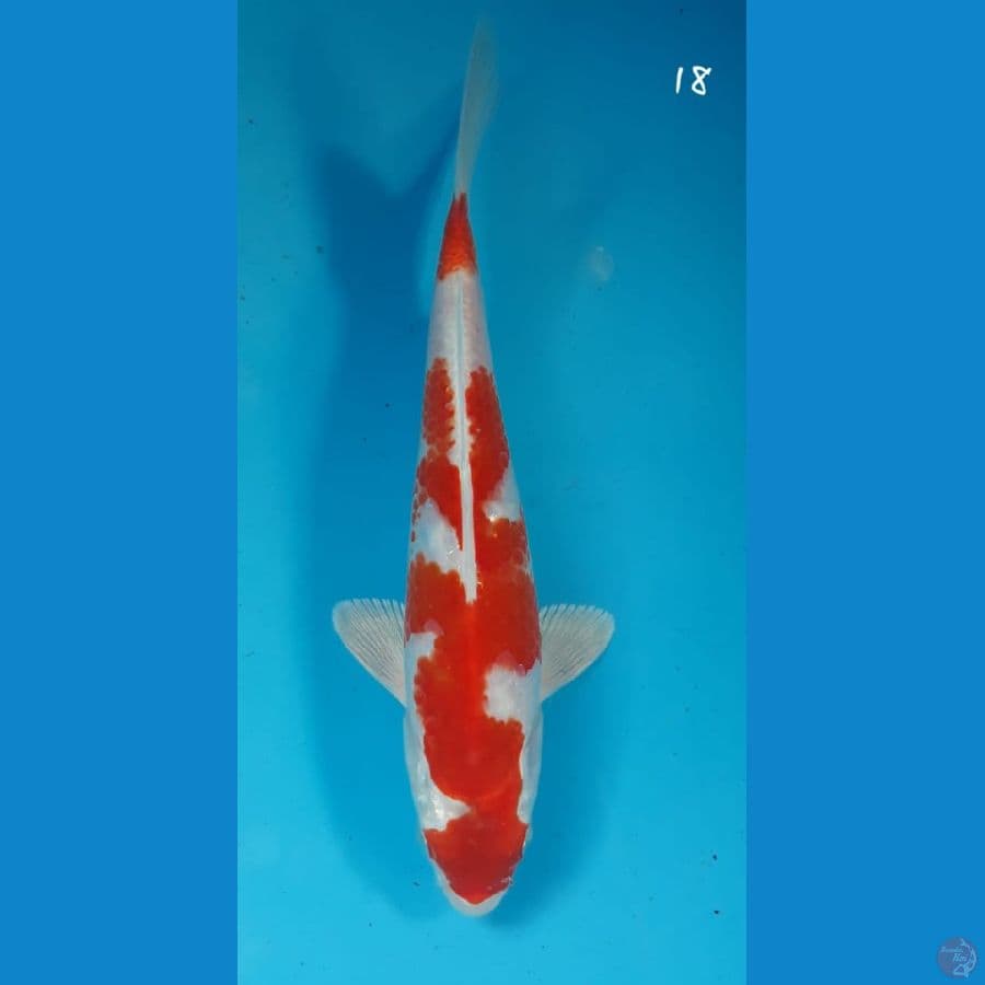 Sakura ogon 18cm