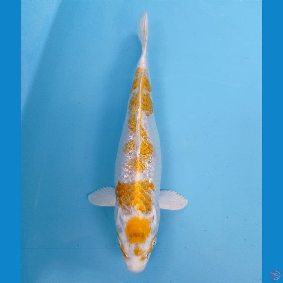 hariwake ginrin 24 cm