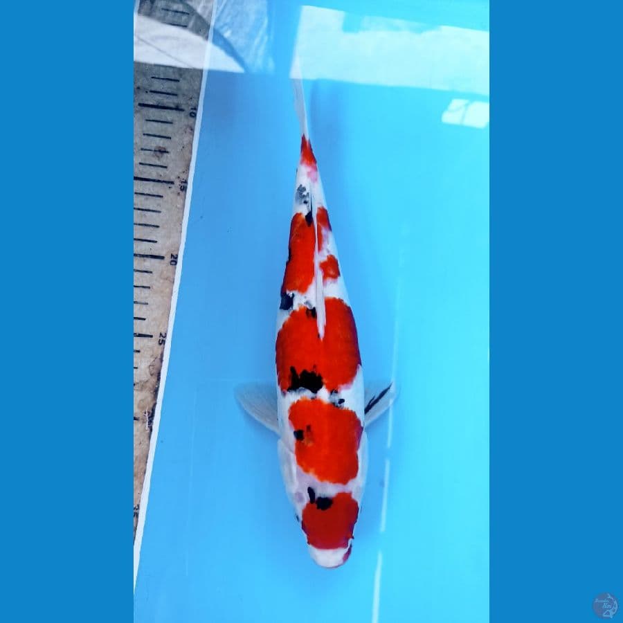 Maruten sanke 30cm