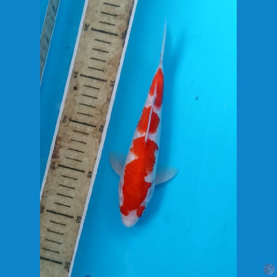 kohaku 21cm