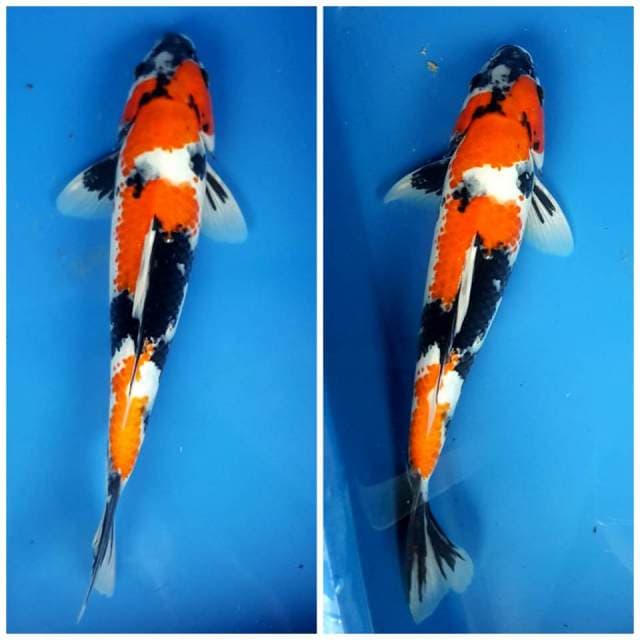 Showa maknyus