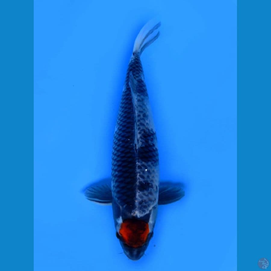 50cm , Super Tancho Kage