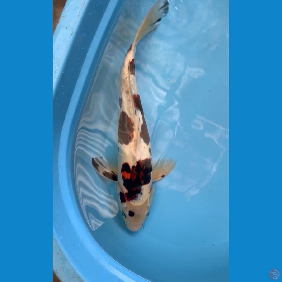 goromo doitsu 46cm male