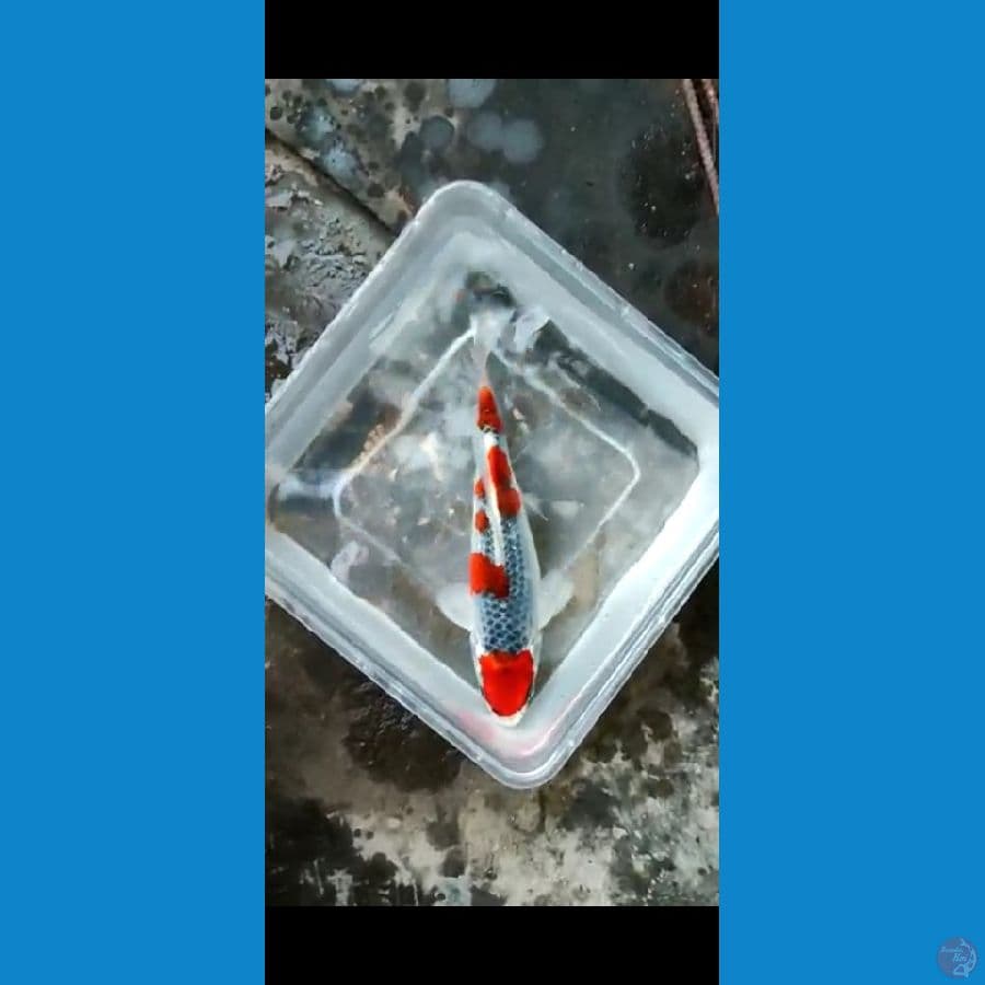 Goshiki SQ~ 22 CM