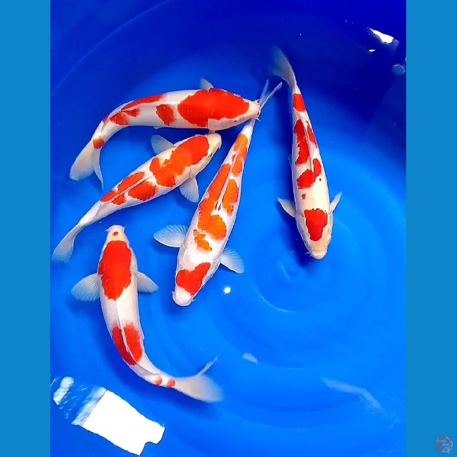 kohaku ori 34-36 cm