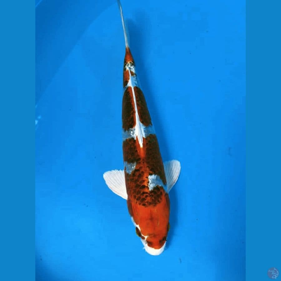 Kujaku Male 28 Cm