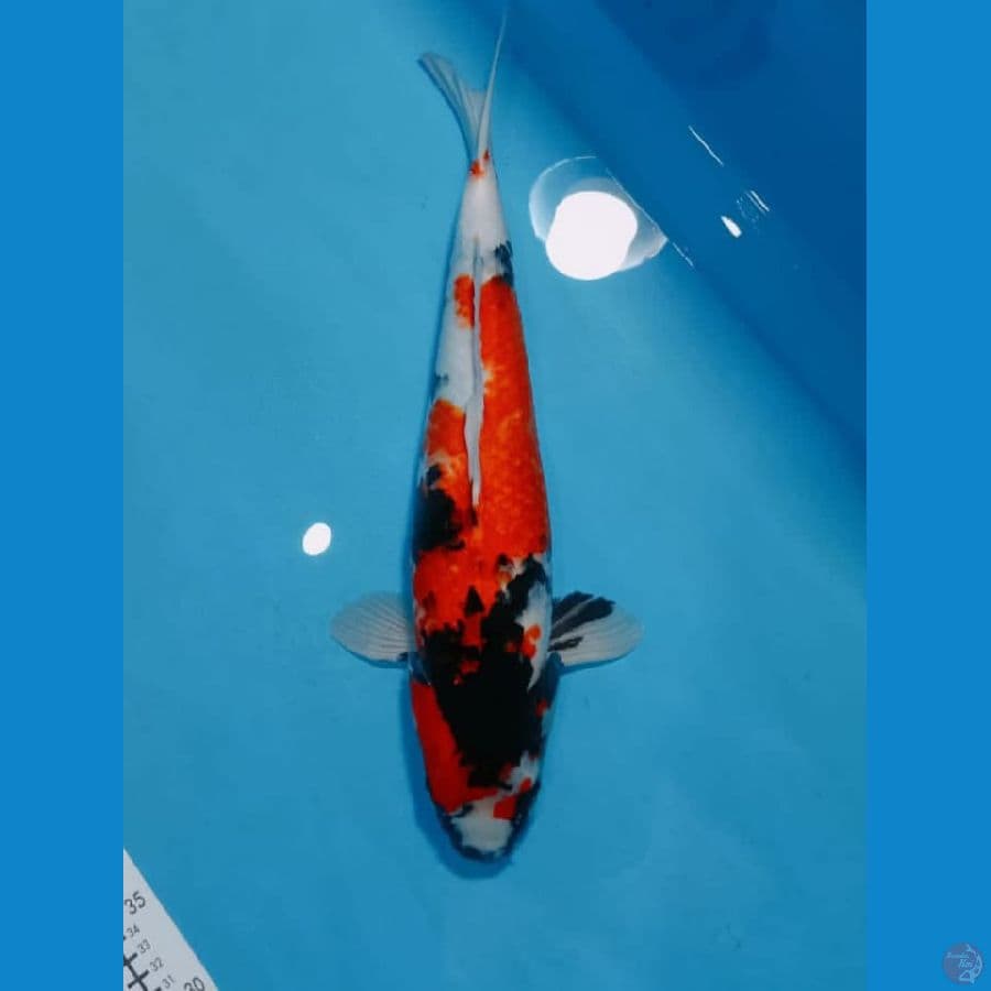 SHOWA 43 CM