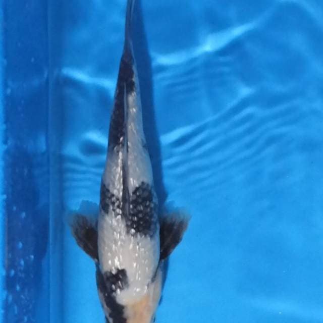 Shiro ginrin 27 cm