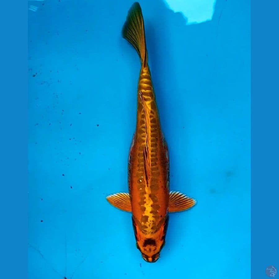 Antique 32cm