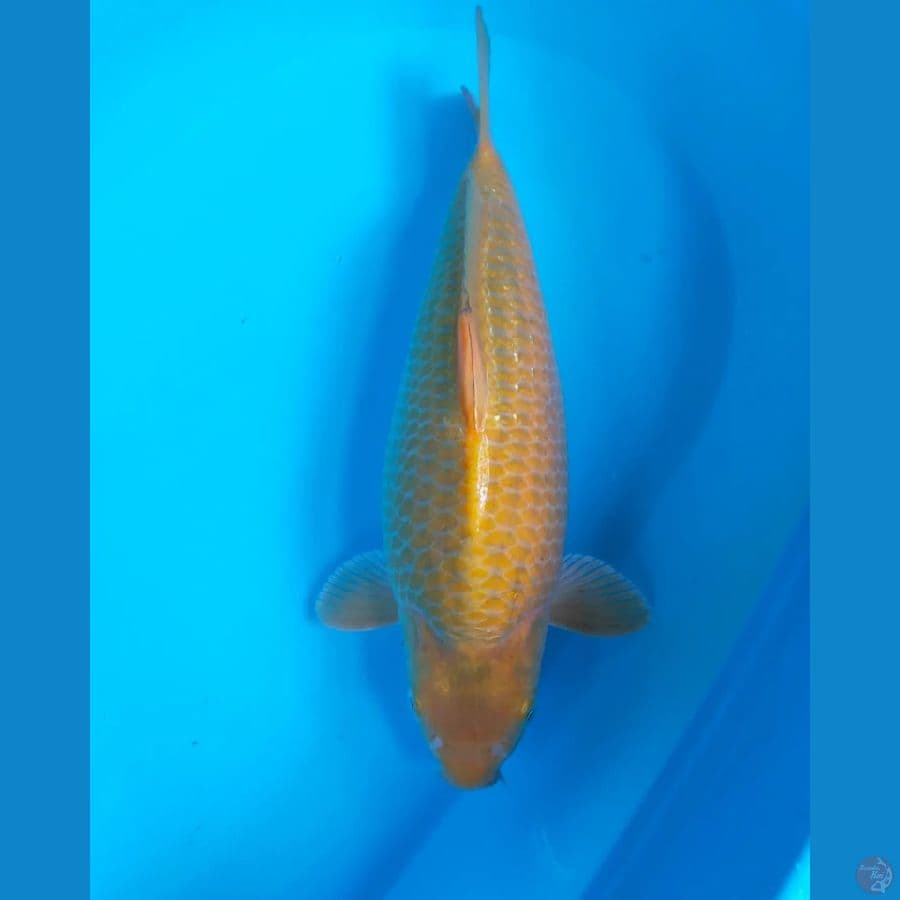 KARASI CORN 38CM MALE breed Khusnul