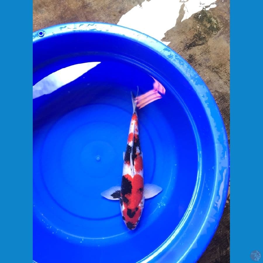 SHOWA MALE STRONG 41cm