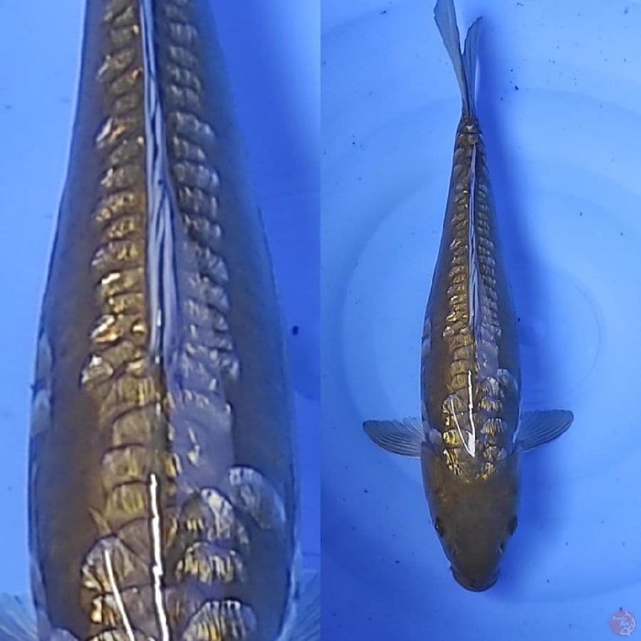 ARAGOKE ///40cm