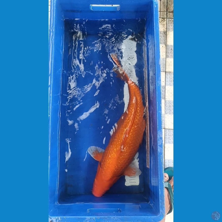 red karasi f57cm gindrin padat