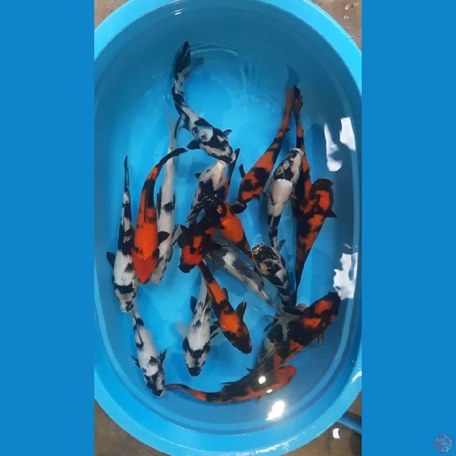 26-32cm 19ekor