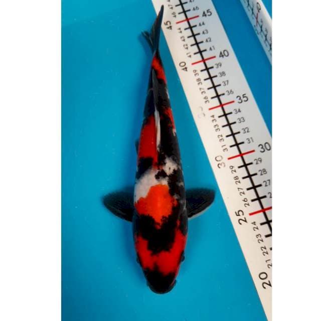 Showa strong 27cm male