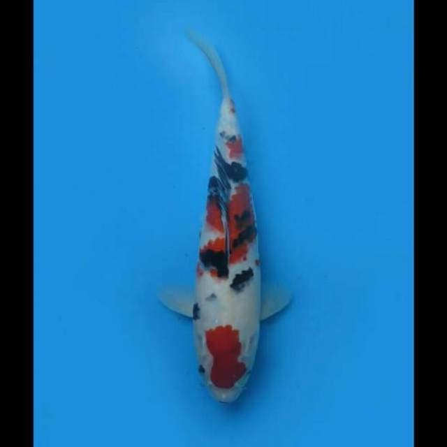 32cm Male - Taisho Sanke Hq