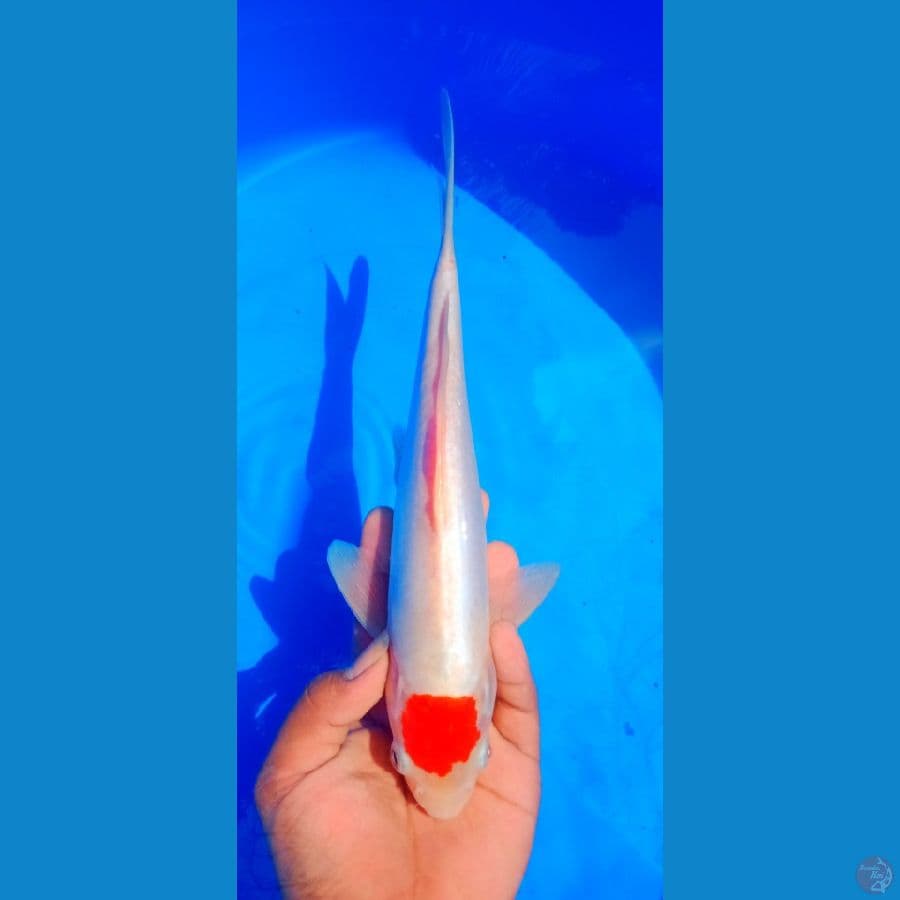 tc kohaku doitsu