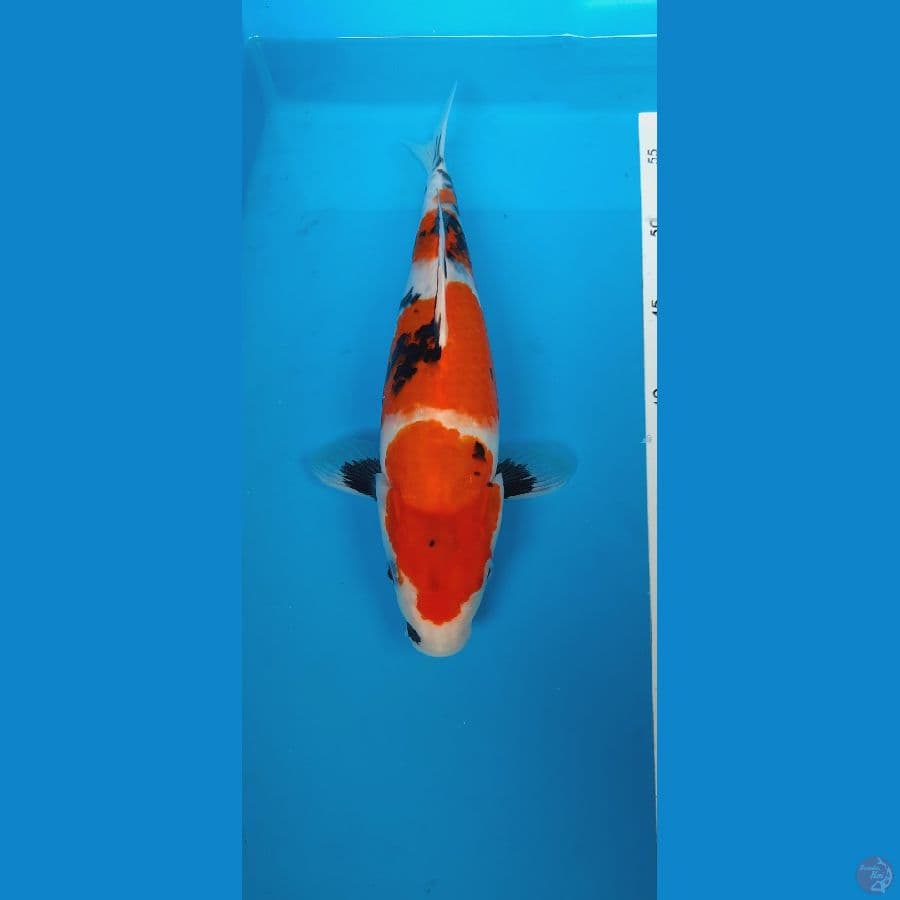 showa sanshoku 29cm