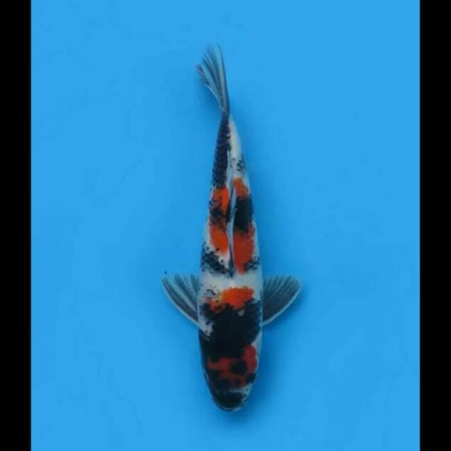28cm Male - F1 Showa Tategoi