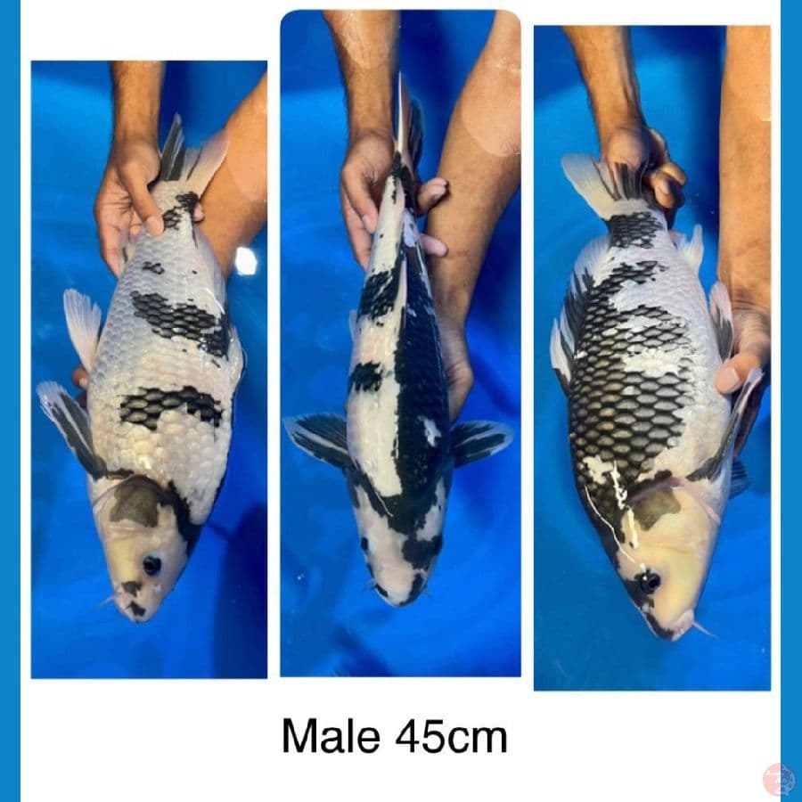 ginrin shiro 45cm