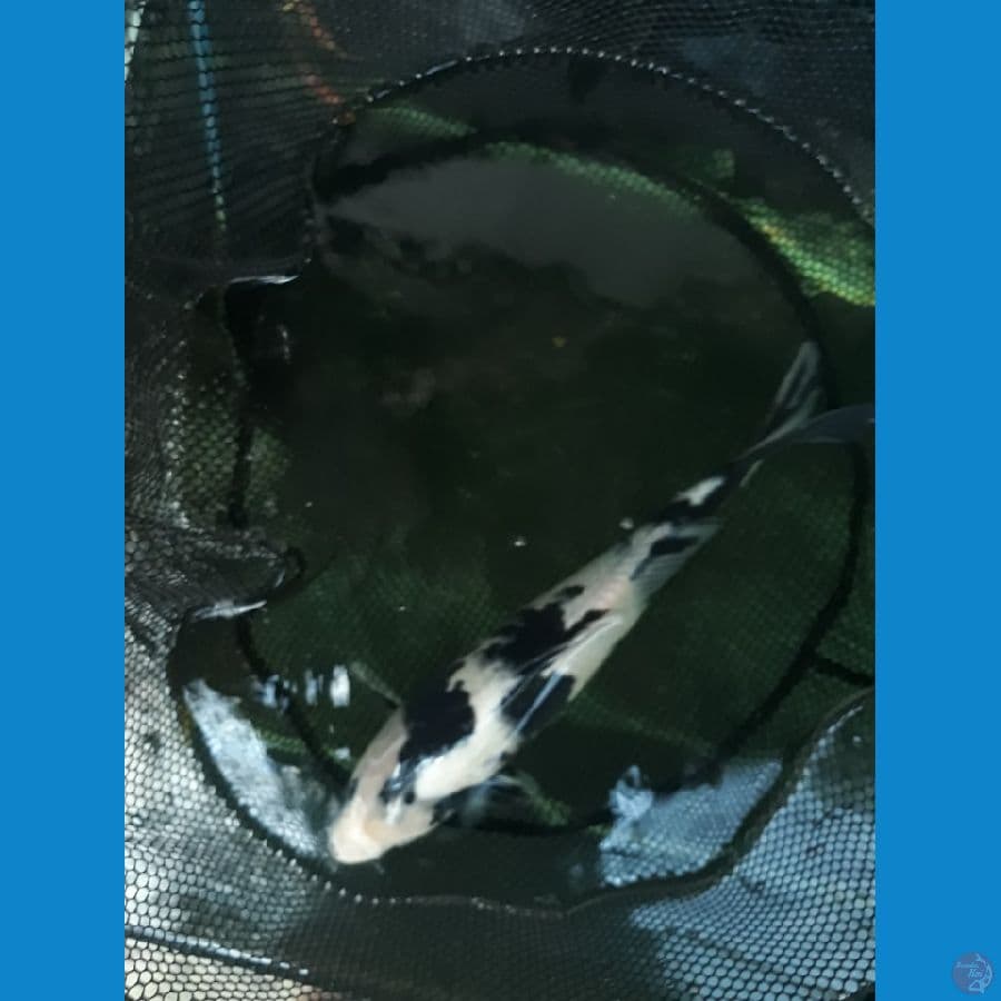 Shiro Utsuri 37cm JANTAN