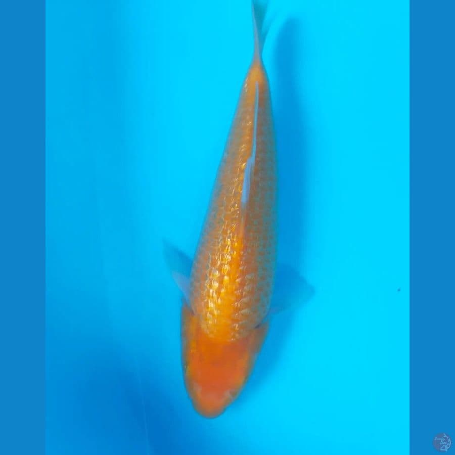 KARASHI FULL GINRIN 30CM HQ