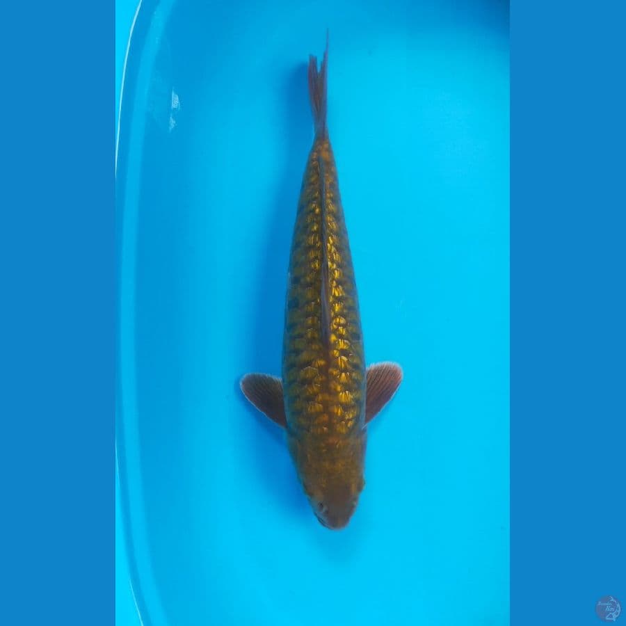 ARAGOKE GINRIN 43CM MALE