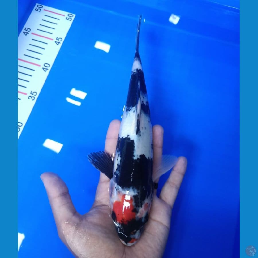 29cm