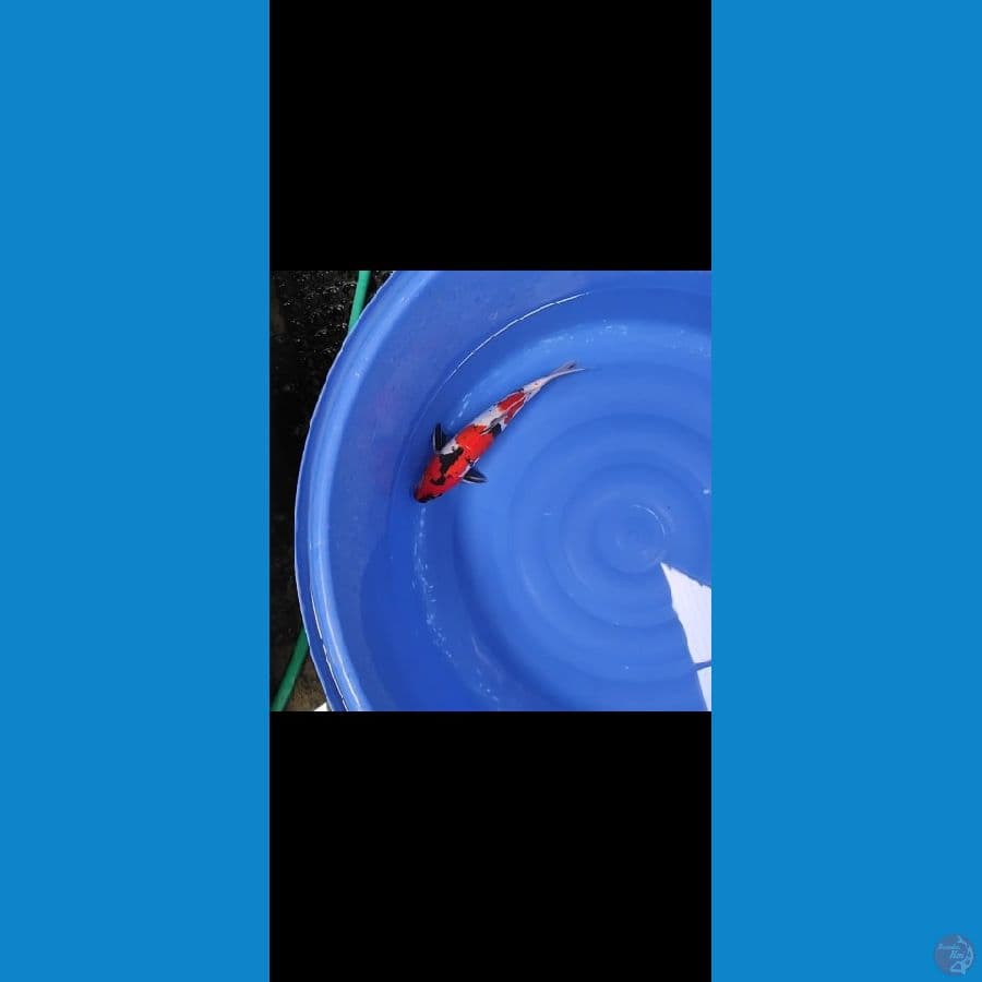 showa doitsu 37cm