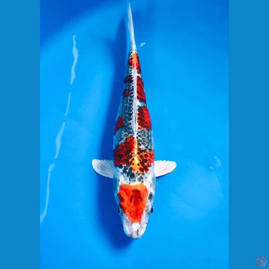 kujaku 28cm