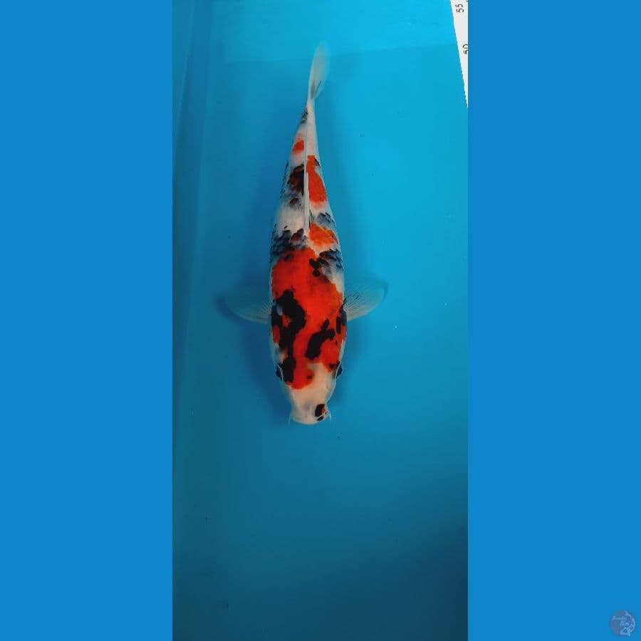 kindai showa 28cm