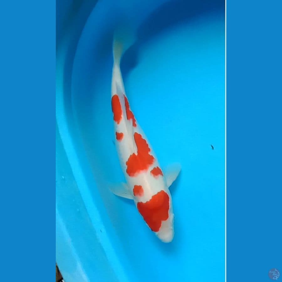 KOHAKU 35 CM/ F