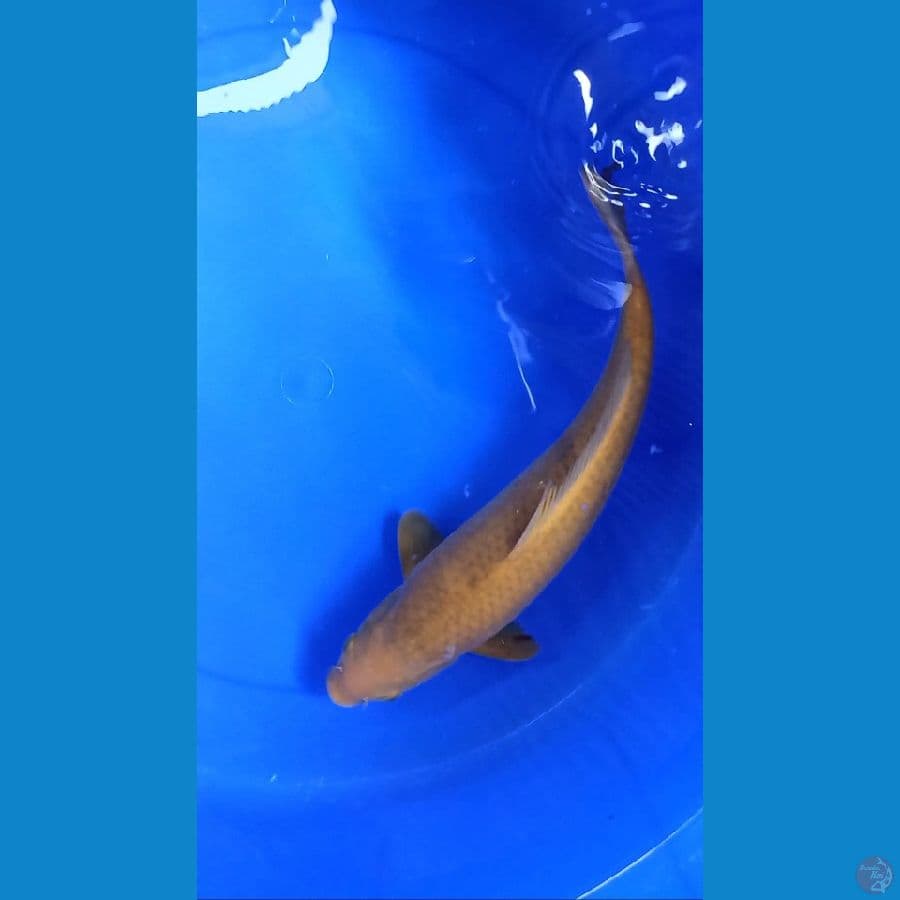 Caramel 40cm
