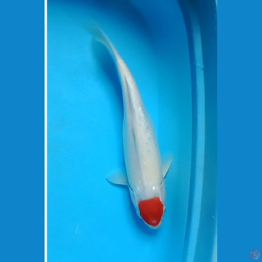 TANCHO KOHAKU 40 CM/F