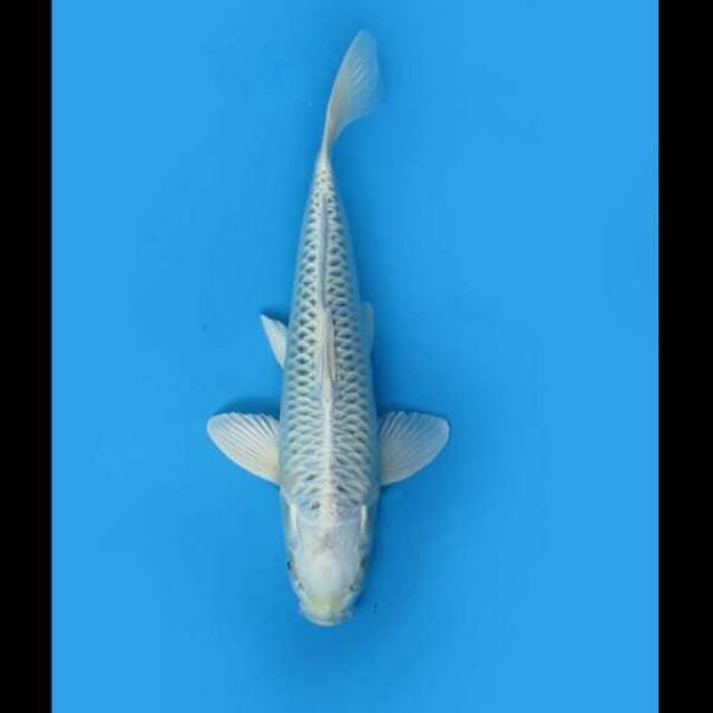 34cm Male - Kin Matsuba