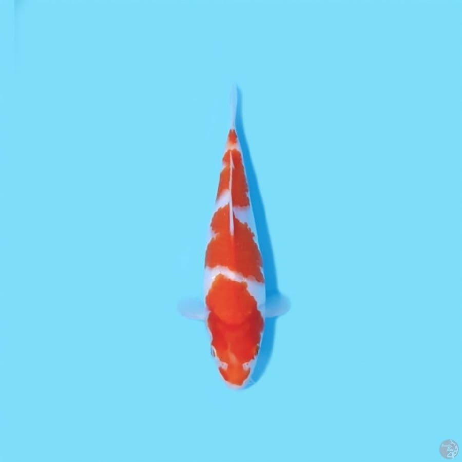 KOHAKU HQ 27 CM - FEEMALE