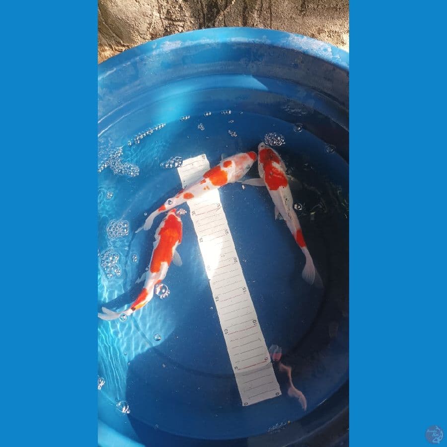 PAKET 3 EKOR KOHAKU DOIT&SISIK