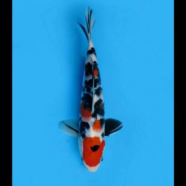 25cm Male - Sanke Strong