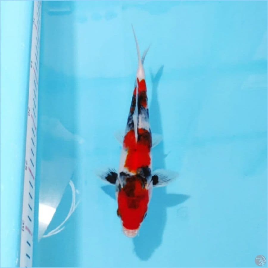 ١١ showa merah 3 step (cutting sedikit bagian depan ) size 21cm