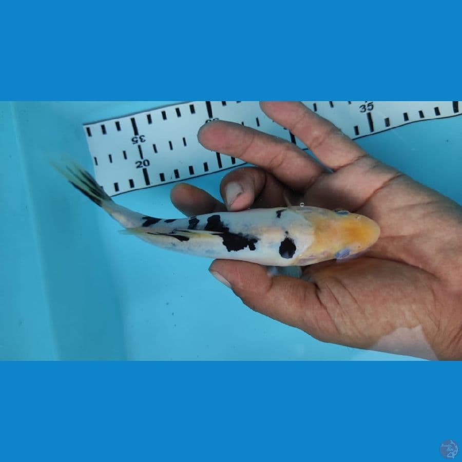 shiro doit jantan 15cm