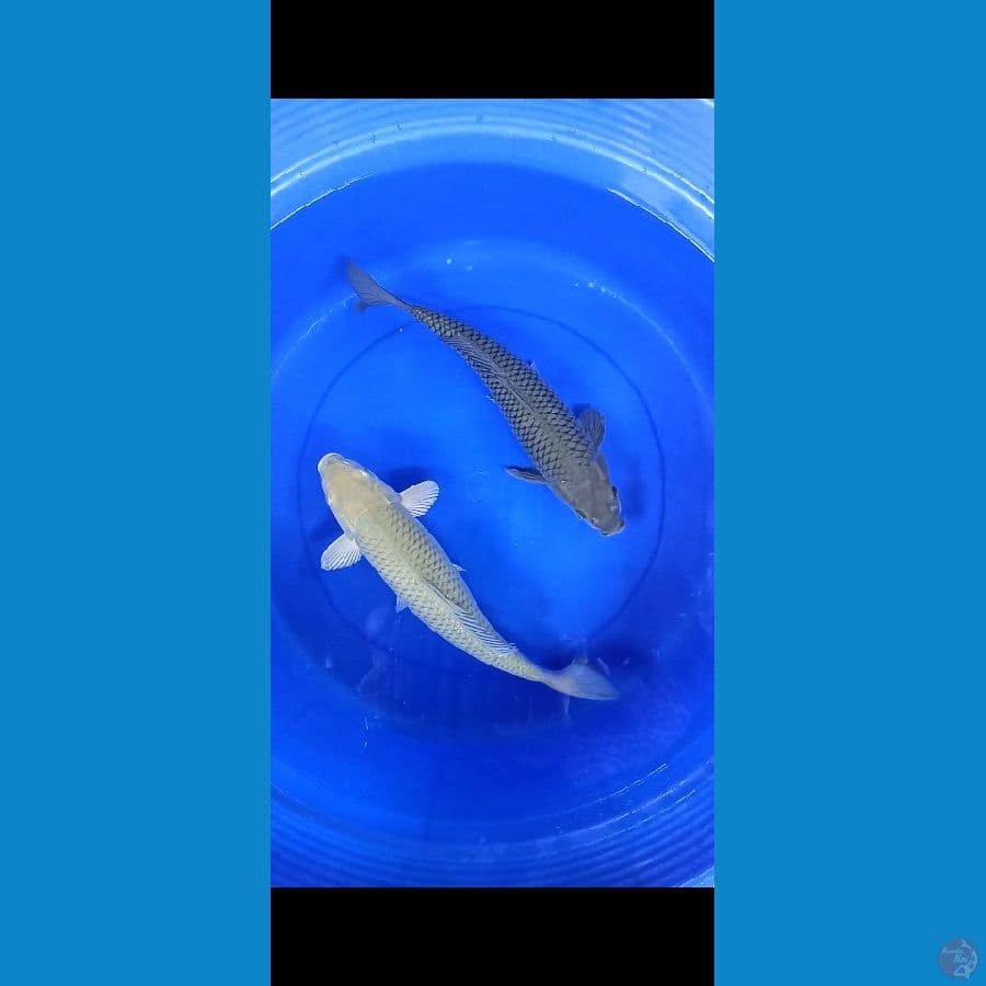 soragoi 40cm 2ekor