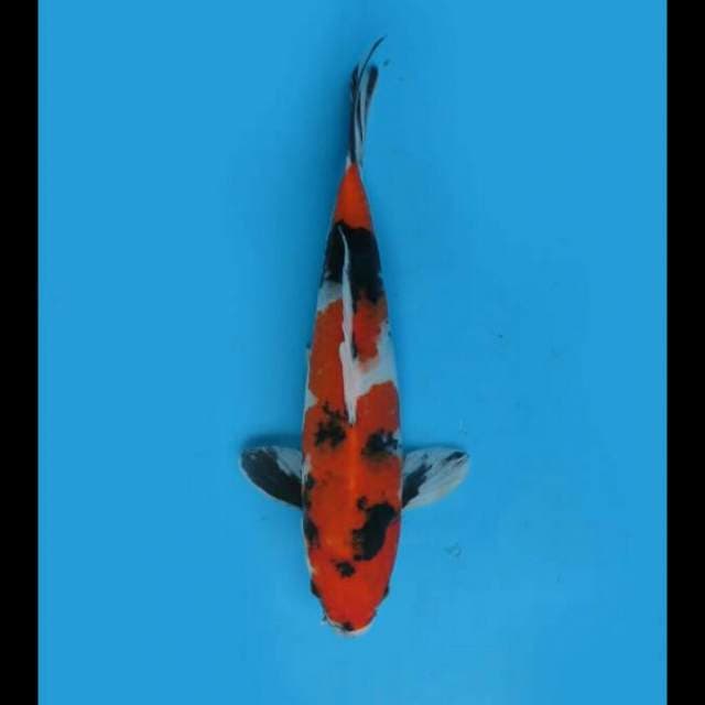 30cm Male - Showa Sanshoku Hq