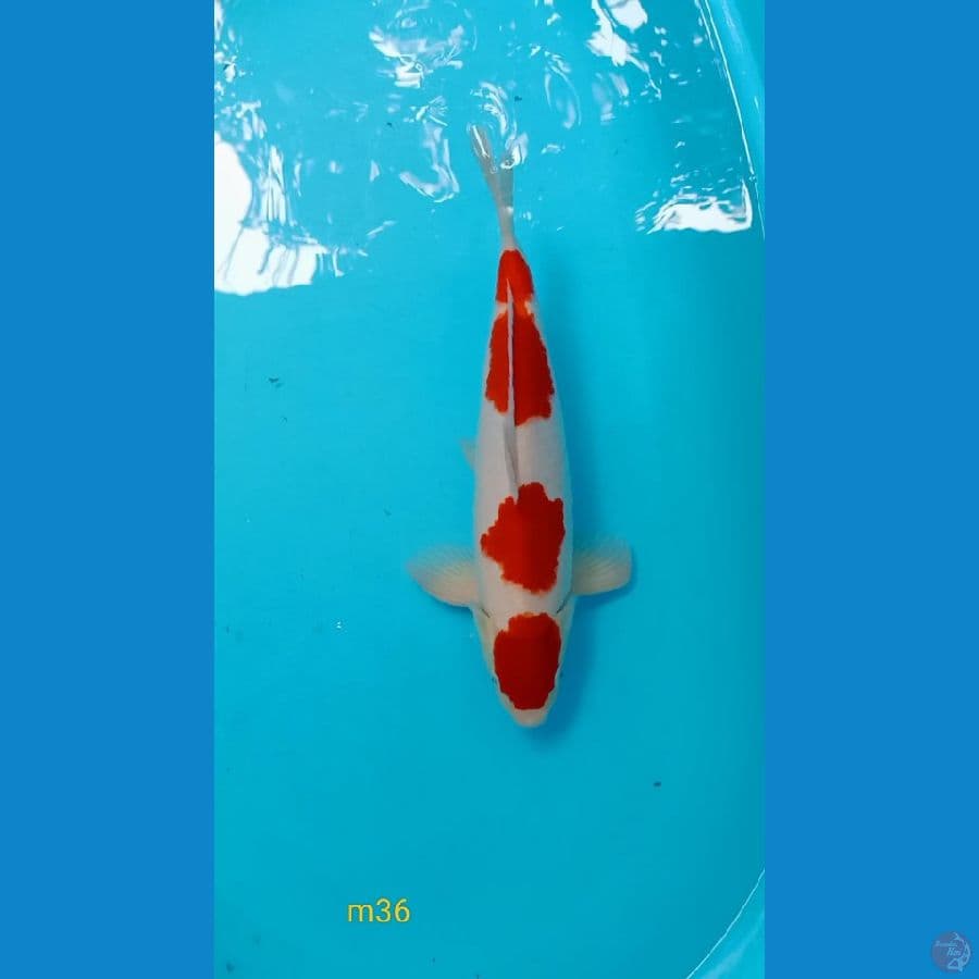 kohaku