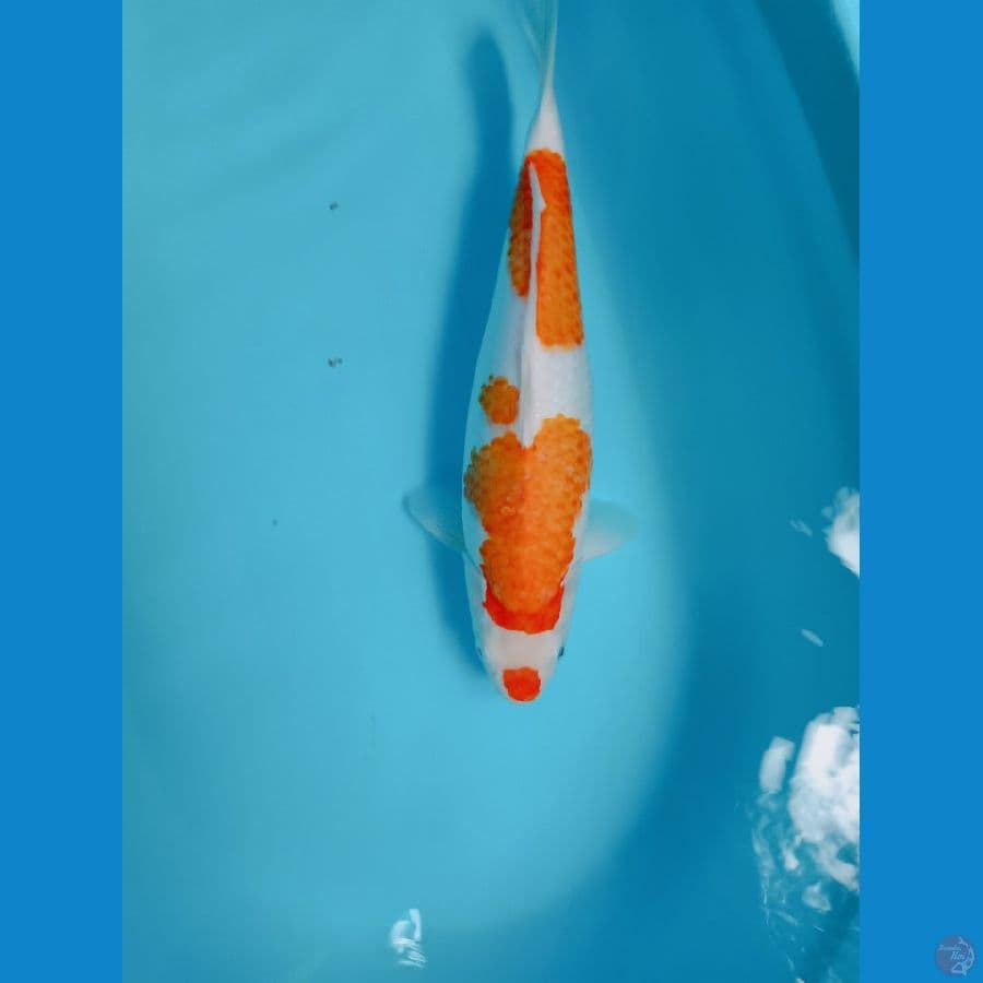 kohaku 40cm