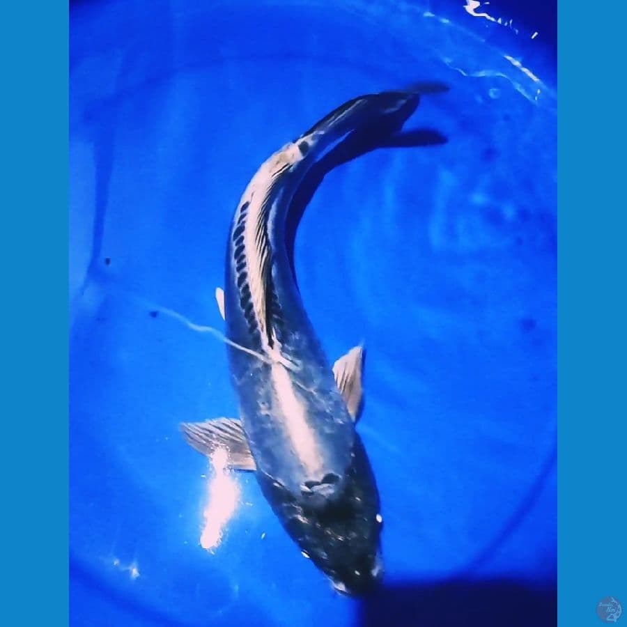 Antik Super kiko 33 Cm DilverQueen