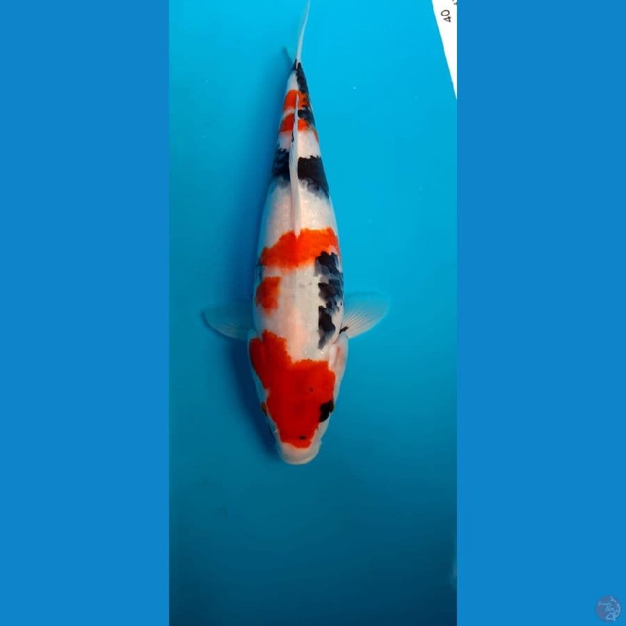 Kindai Showa 30cm female