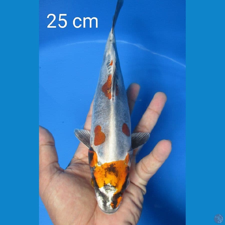 KIKO 25 CM